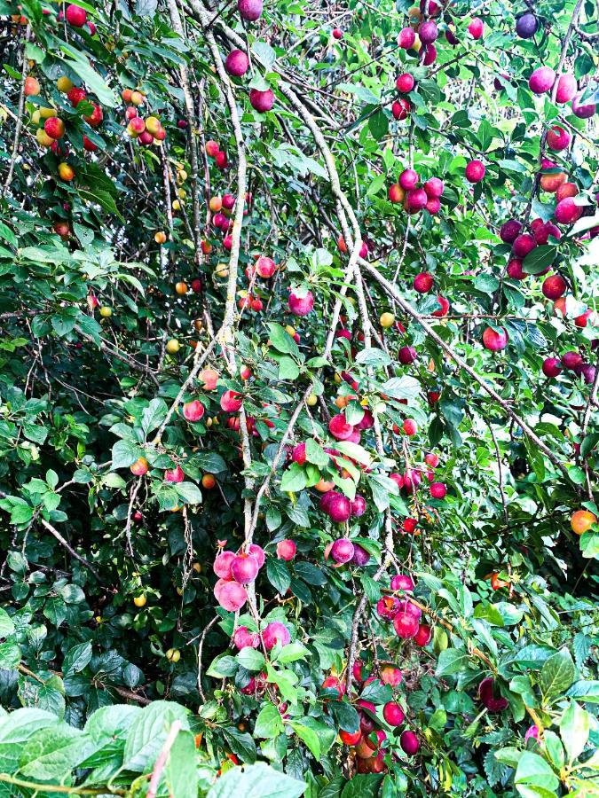 Flobecq Holiday Home Les Plachettes מראה חיצוני תמונה